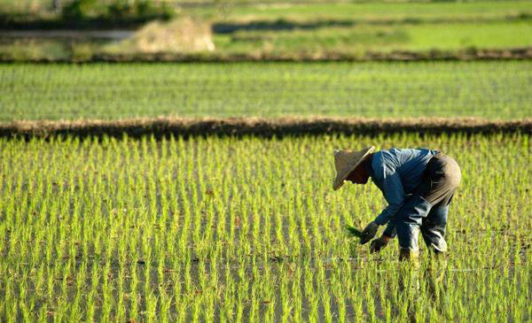 除草劑消泡（pào）劑應用